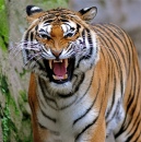 Ataque de Tigre